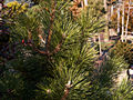 Pinus thunbergii Bonchec IMG_4650 Sosna